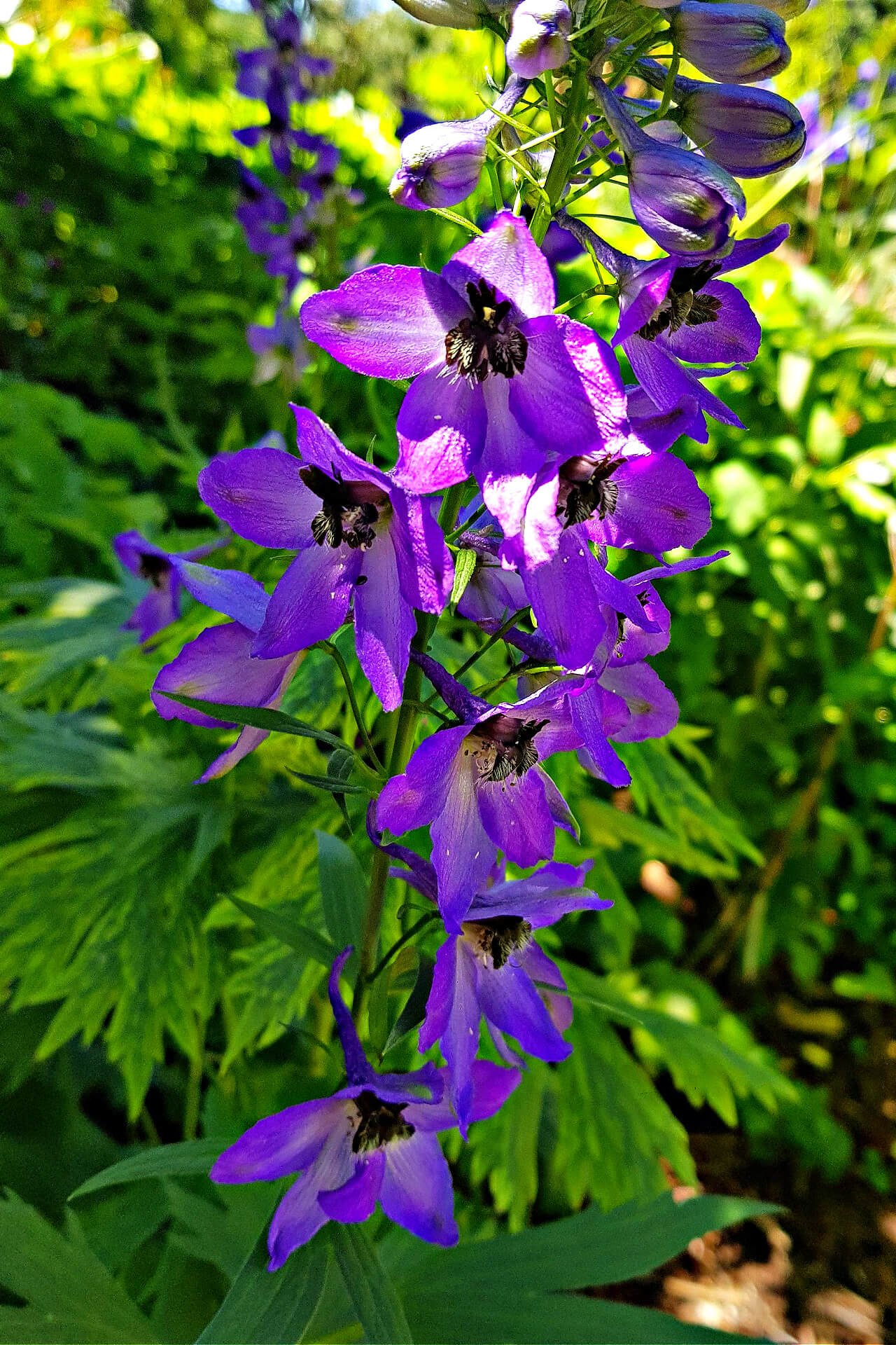 Larkspur Delphenium - TN Nursery