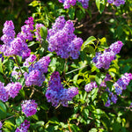 Lilac Shrub - TN Nursery
