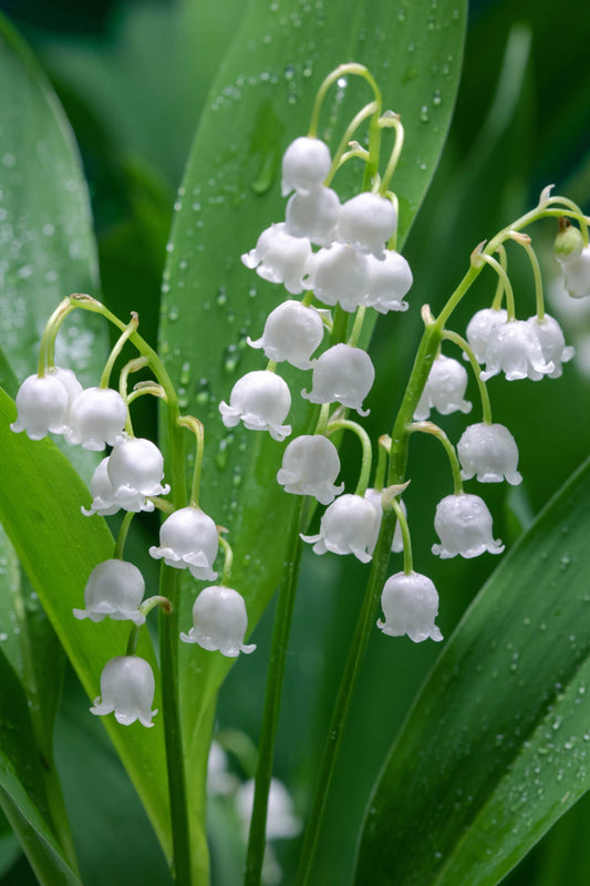 A cluster of bell-shaped white flowers, Convallaria majalis, commonly known as Lily of the Valley, with dew drops on the leaves.