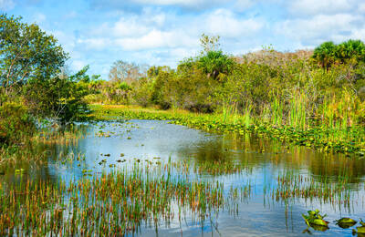 Lush green forest with a pond garden reflecting the trees on a clear day