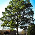 Loblolly Pine Seedlings - TN Nursery
