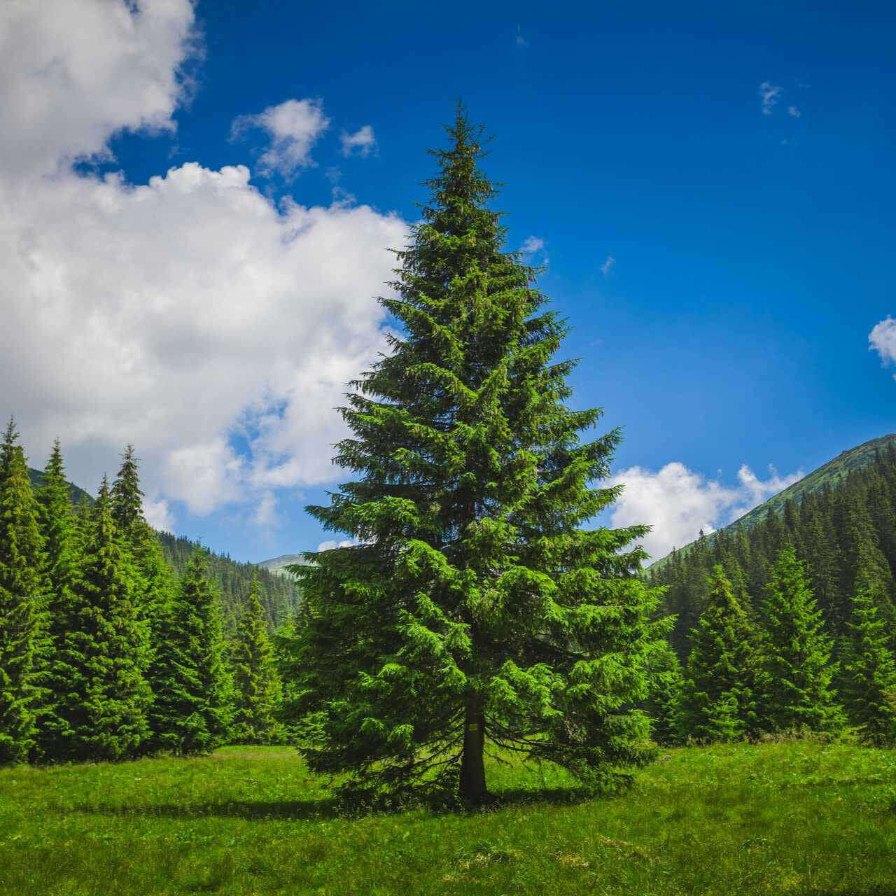 Loblolly Pine Tree For Sale  Buy 1, Get 1 Free – TN Nursery
