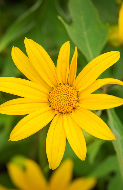 Maximilian Sunflower - TN Nursery