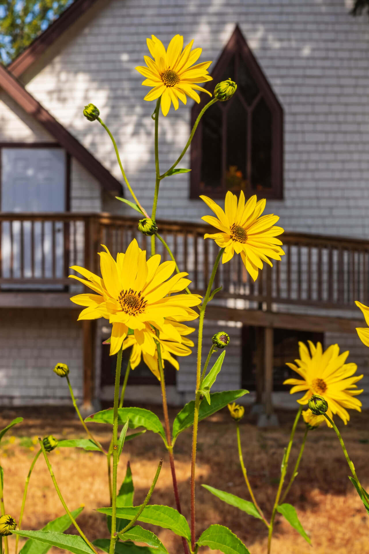 Maximilian Sunflower - TN Nursery
