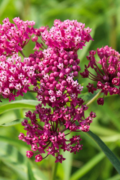Close-up of the milkweed plant with its pink star-shaped flowers in bloom.