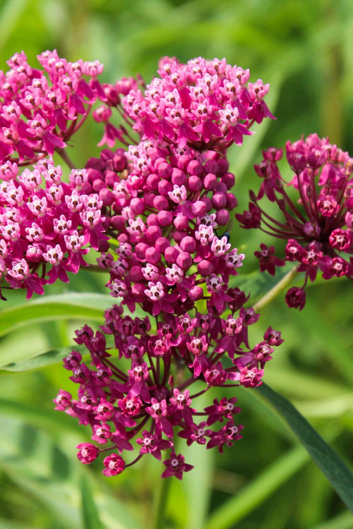 Milkweed Plant - TN Nursery