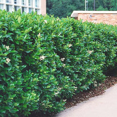 Privet Hedges