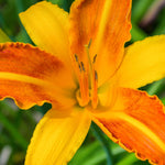 Orange Daylily - TN Nursery