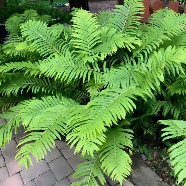 Ostrich Fern used as a border plant 