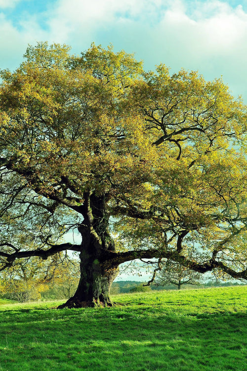 Overcup Oak Tree - TN Nursery
