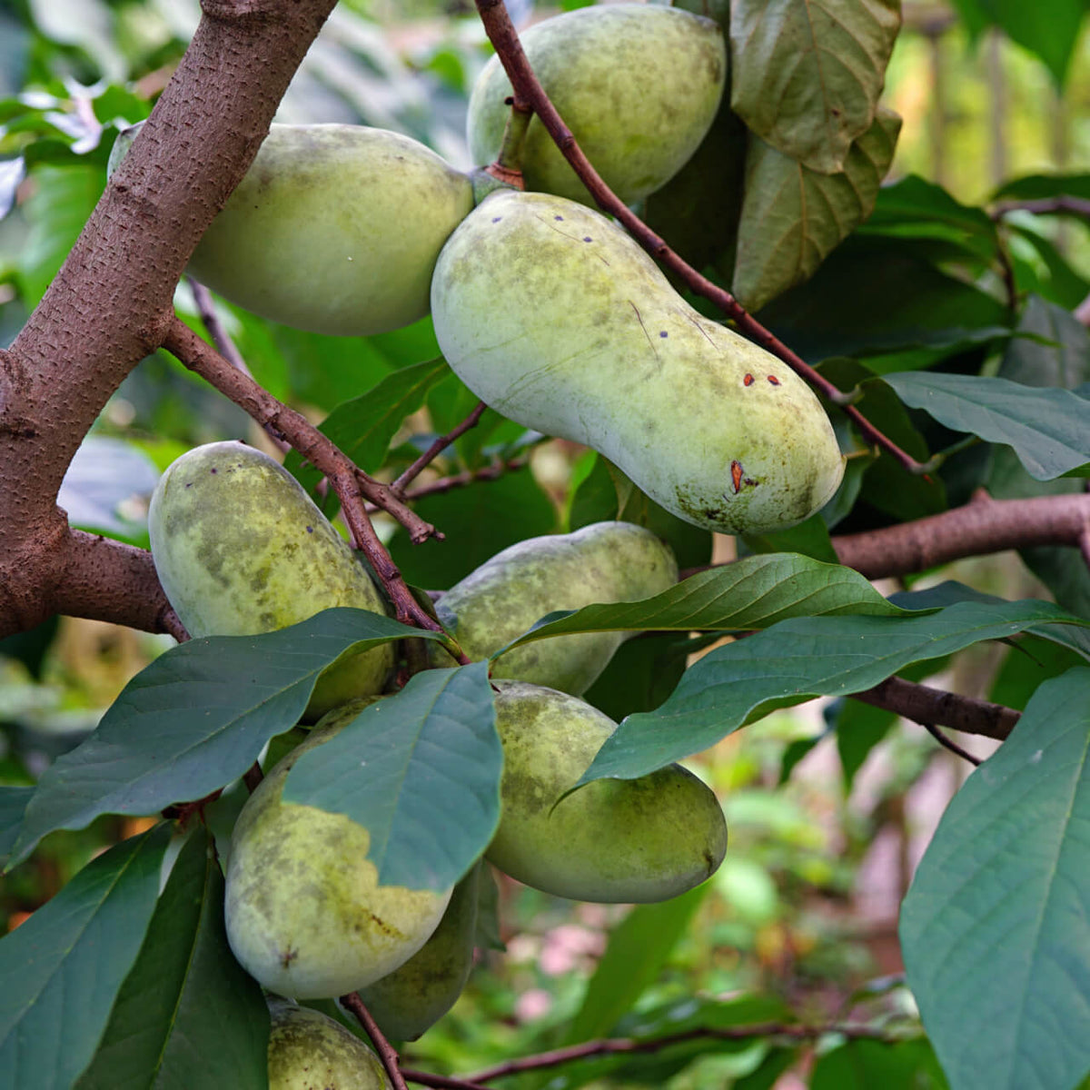 Paw Paw Trees for Sale – Unique Fruit-Bearing Native Tree – TN Nursery