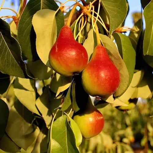 Pear Fruit Tree