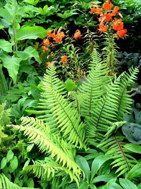 Perennials and Ferns In a Garden
