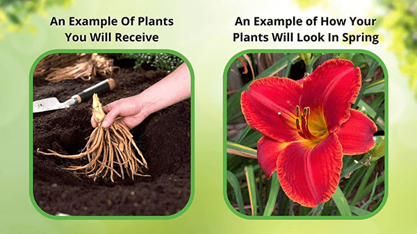 Perennials and Fern Package 50 Plants - TN Nursery