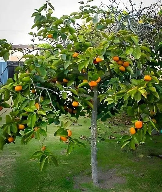 Persimmon Tree - TN Nursery