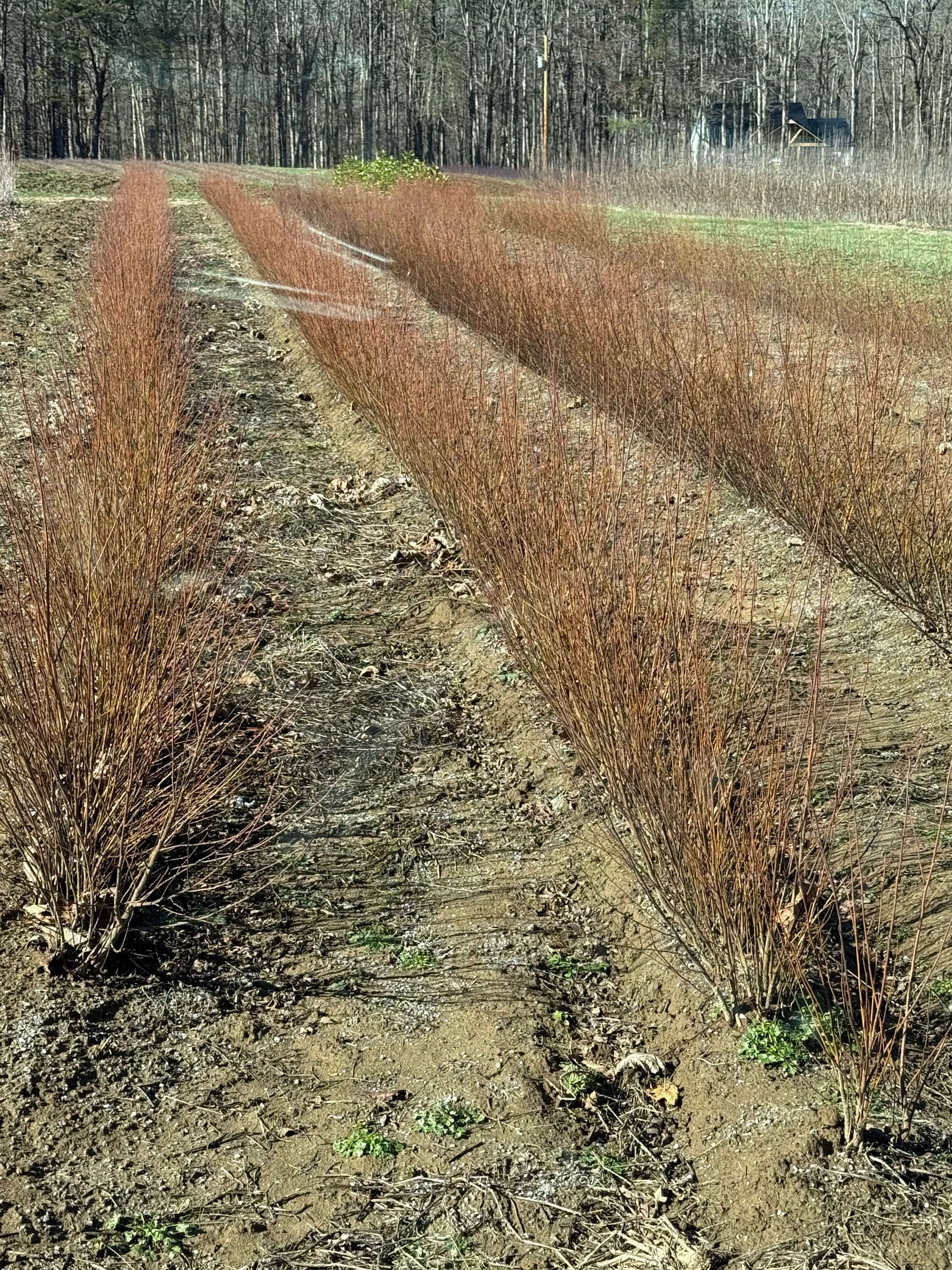Persimmon Tree Seedlings - TN Nursery