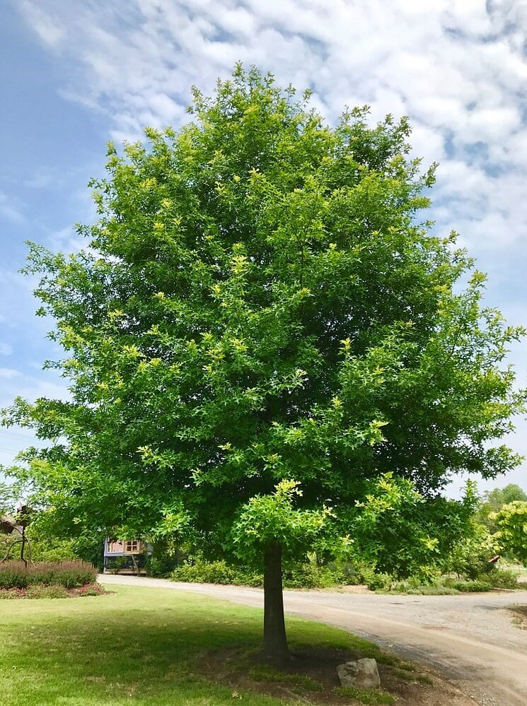 Pin Oak Tree - TN Nursery