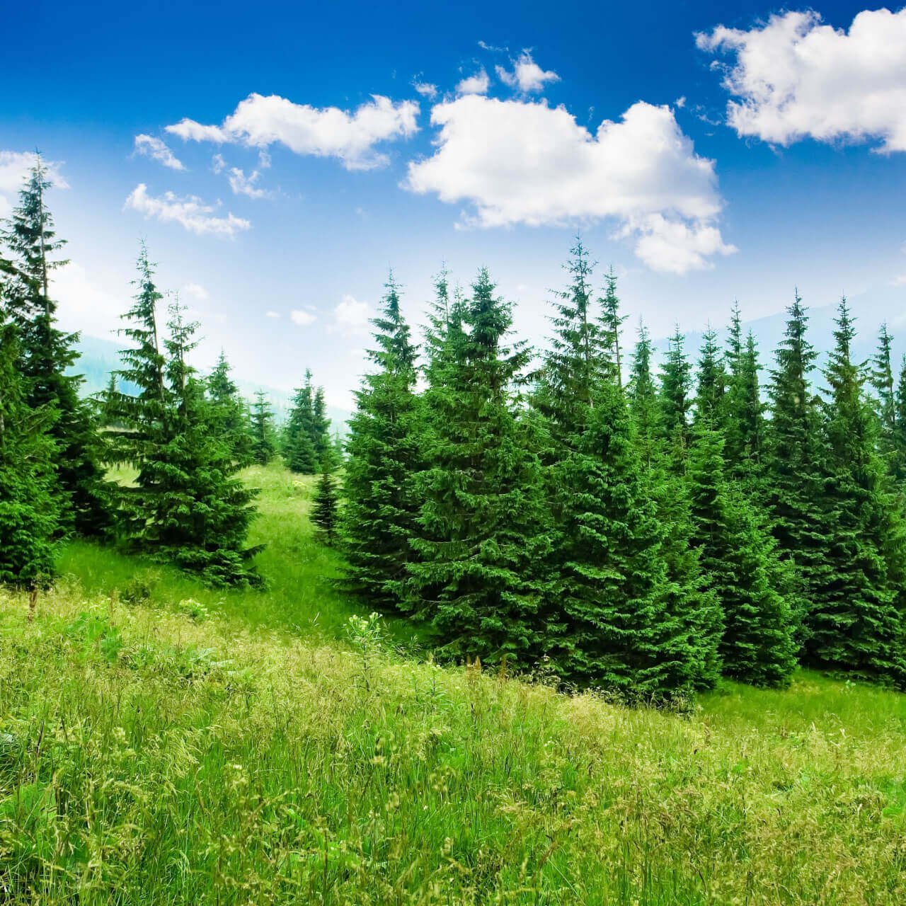 Pine Trees