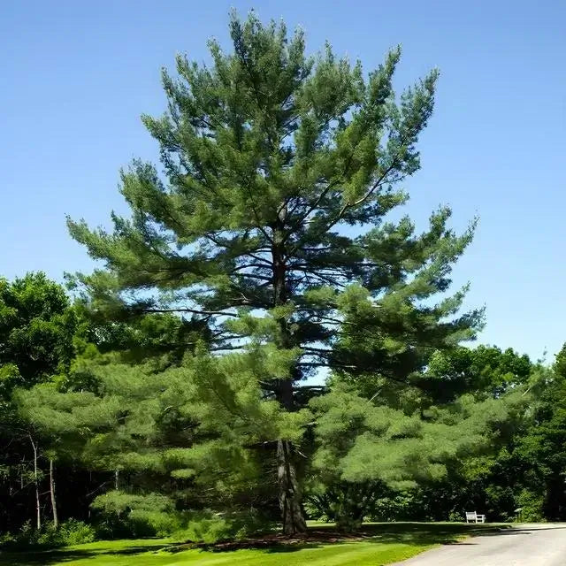 Pine Trees - TN Nursery