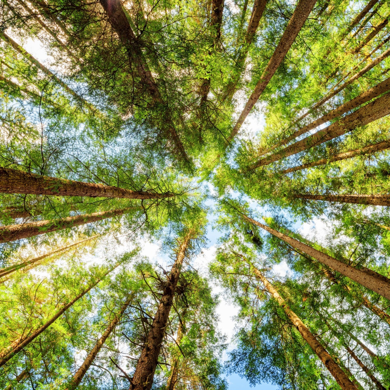 pine trees in a forest