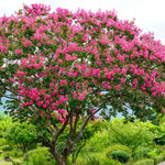 Pink Crepe Myrtle - TN Nursery