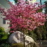 Pink Flowering Dogwood - TN Nursery