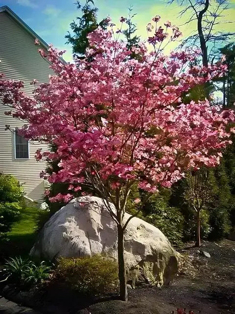 Pink Flowering Dogwood - TN Nursery