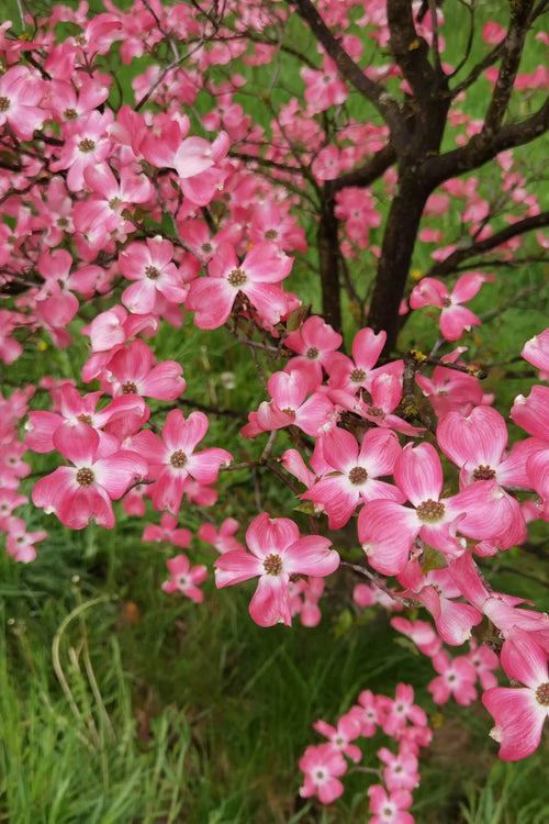 Pink Flowering Dogwood