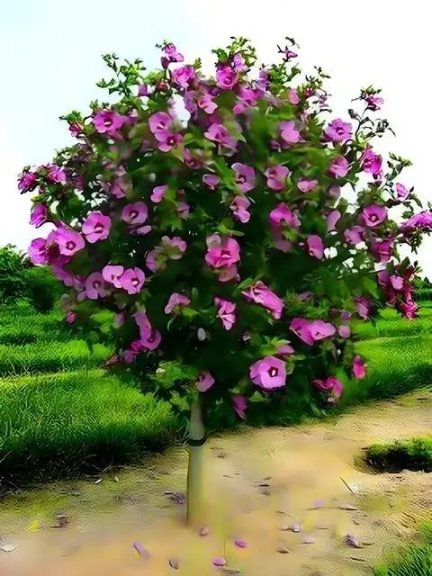 Pink Hibiscus - TN Nursery