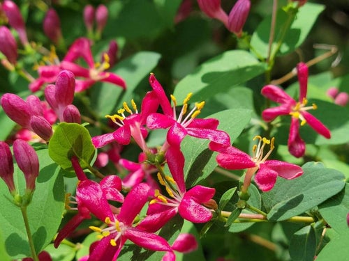 Pink Tatarian Honeysuckle