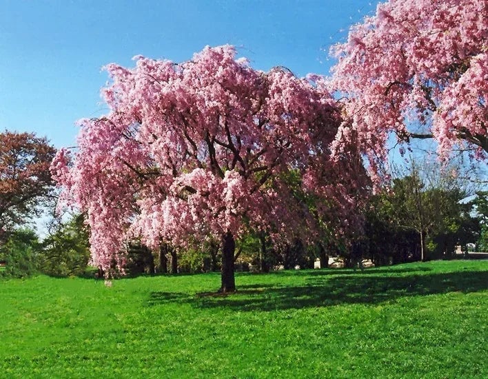 Weeping Cherry Tree