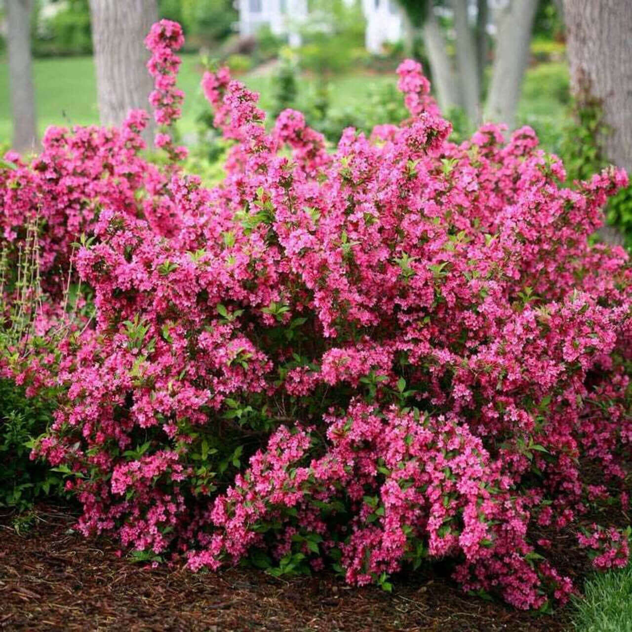 Pink Weigelia shrub full of pink flowers