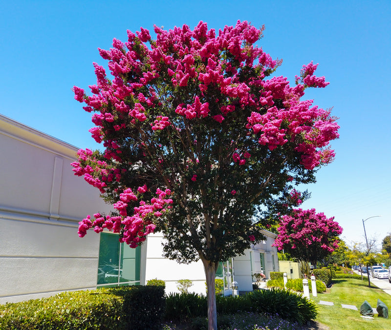 Pink Crepe Myrtle