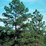 Pitch Pine Tree - TN Nursery