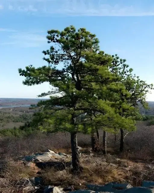 Pitch Pine Tree in wild landscape 
