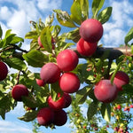 Plum Fruit Tree - TN Nursery