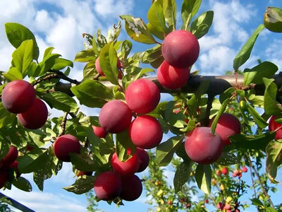 A plum fruit tree with dark purple fruits surrounded by lush green leaves, branches extending horizontally.