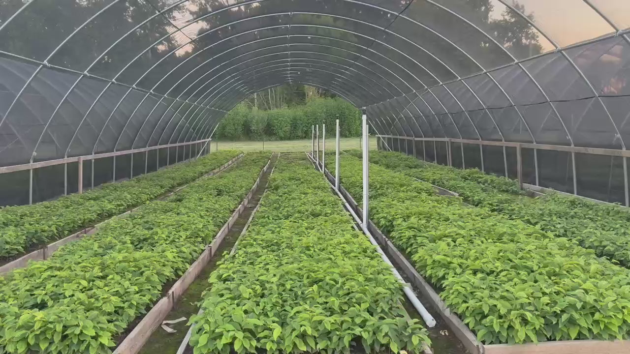 TN Nursery Video