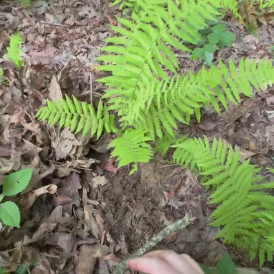 haysented ferns
