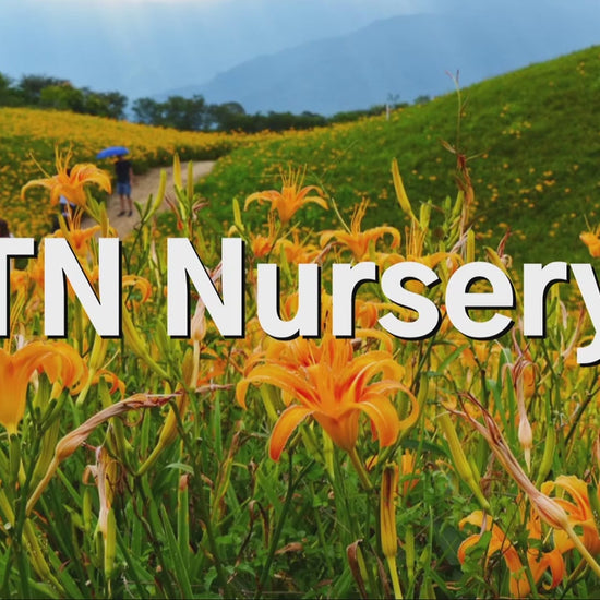 TN Nursery video 