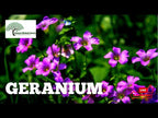 TN Nursery video on Wild Geranium