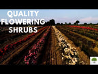 TN Nursery video on Flowering shrubs

