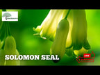TN Nursery video on  Solomon's Seal Plant

