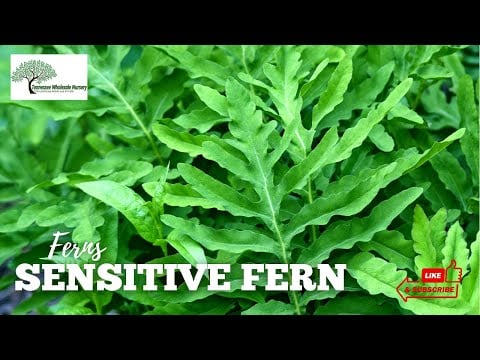 TN Nursery video on Sensitive Fern
