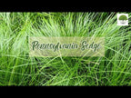 TN Nursery video on Pennsylvania Sedge plants

