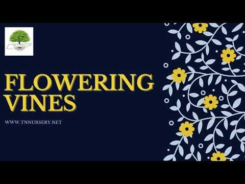 TN Nursery video on Flowering vines