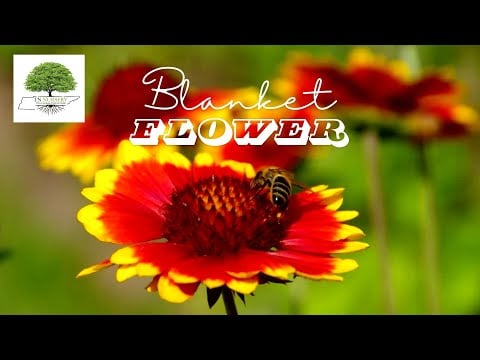 TN Nursery video on Blanket Flower
