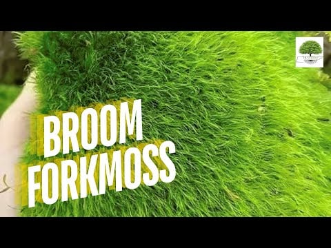 TN Nursery video on Broom Forkmoss
