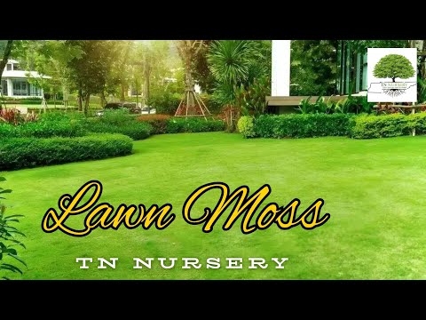 TN Nursery video on  Lawn Moss
