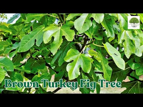 TN Nursery video on Fig Tree
